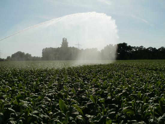 Necessidades hídricas das culturas agrícolas